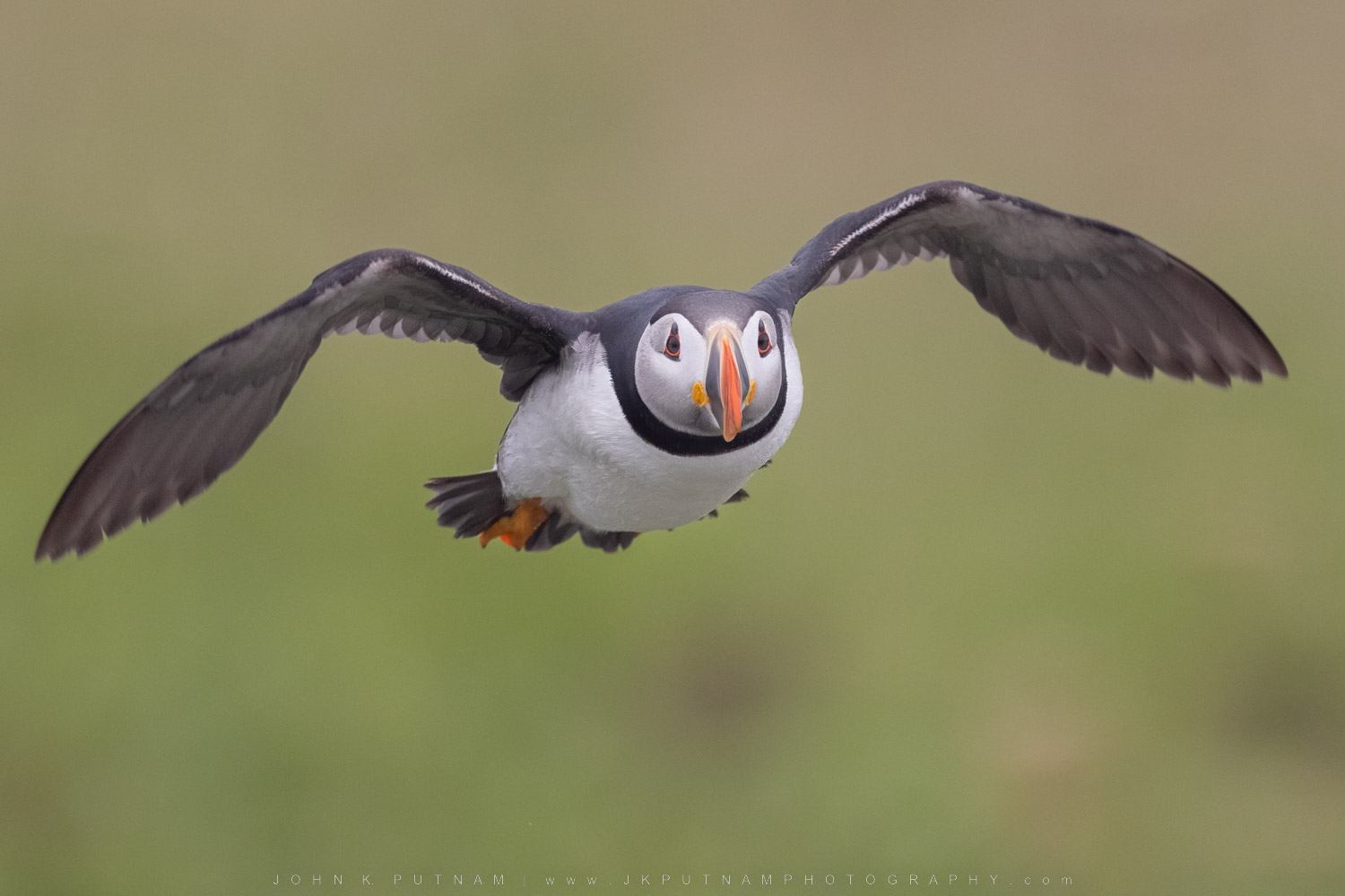 Acadia National Park, Maine photo workshop featuring trips to Machias Seal Island for puffin photography.