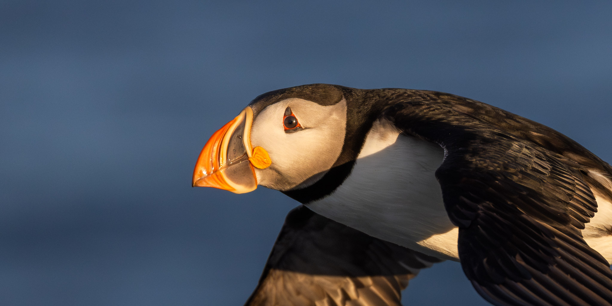 Puffin photography workshop on L'ile aux Perroquets in Quebec, Canada.